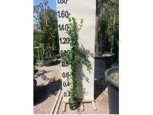 Κισσός - Hedera sp.