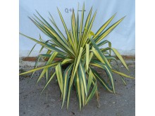 Γιούκα filamentosa variegata - Yucca filamentosa variegata