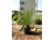 Δασυλίριο acrotrichum - Dasylirion acrotrichum