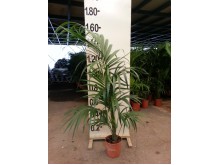 Μπανανιά - Musa sp.