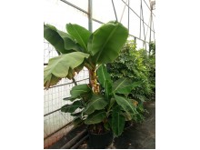 Μπανανιά - Musa sp.