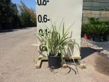 Ντανιέλα variegata - Daniella variegata