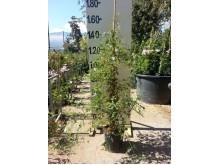 Γιασεμί κίτρινο - Jasminum nudiflorum