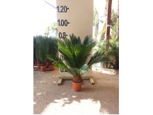 Τσίκας - Cycas revoluta