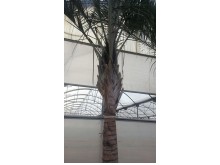 Φοίνικας dypsis - Phoenix dypsis