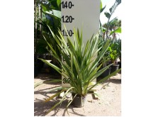 Φόρμιο - Phormium tenax