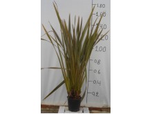 Φόρμιο atropurpureum - Phormium tenax purpureum