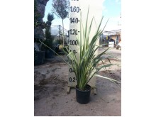 Φόρμιο aurea - Phormium tenax variegatum
