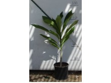 Ντατούρα - Datura sp.