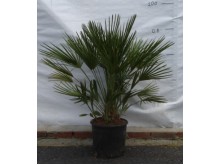 Χαμαίρωπας humilis - Chamaerops humilis