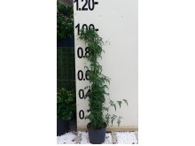 Βοκαμβίλια - Bougainvillea sp.