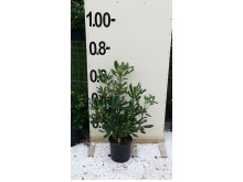 Αγγελική silverqueen - Pittosporum tenuifolium silverqueen