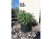 Ασφάκα - Phlomis sp.