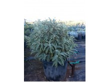 Ασφάκα - Phlomis sp.