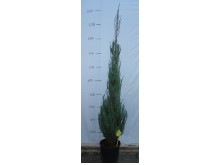 Γιουνίπερους oxycedrus - Juniperus oxycedrus