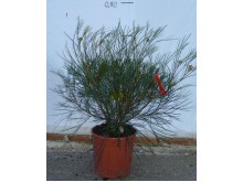 Γκρεβιλέα tamborita - Grevillea lanigera mont tamborita