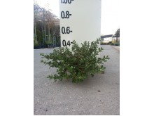 Κοπρόσμα - Coprosma repens