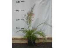 Κνιφόφια - Kniphofia sp.