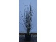 Κύτισος - Cytisus scoparius