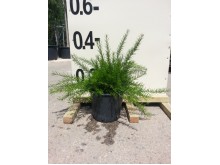 Δωδωναία purpurea - Dodonaea purpurea