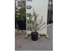 Σάλβια leucantha - Salvia leucantha