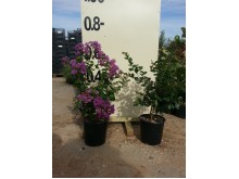 Λαγκερστρέμια - Lagerstroemia indica