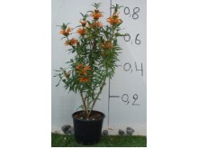 Λεονότις - Leonotis sp.