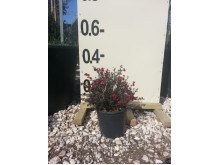 Λεπτόσπερμα - Leptospermum sp.