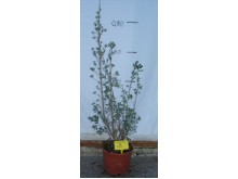Λευκόφυλλο - Leucophyllum sp.