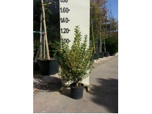 Αγγελική πανασέ - Pittosporum tobira variegata