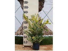 Λιγούστρο texanum variegata - Ligustrum jap. texanum variegata