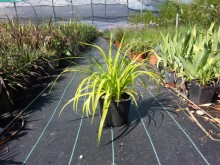 Λιριόπε - Liriope muscari