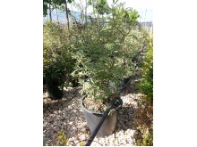 Λυγαριά - Vitex agnus castus