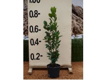 Δωδωναία purpurea - Dodonaea purpurea