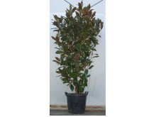 Μανώλια  - Magnolia grandiflora