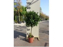 Κυπαρίσσι leylandii - Cupressocyparis leylandii