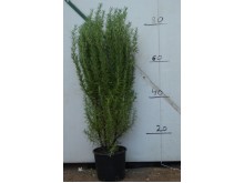 Αρτεμισία - Artemisia sp.