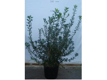 Δωδωναία purpurea - Dodonaea purpurea
