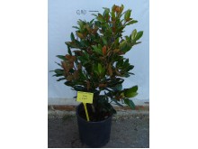 Μανώλια littlegem - Magnolia littlegem