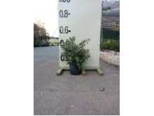 Μετροσίδηρος πανασέ - Metrosideros excelsa aurea