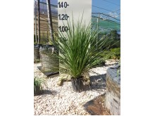 Δράκαινα πράσινη - Cordyline australis