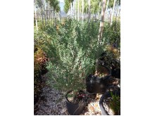 Μηδική δενδρώδης - Medicago arborea