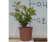 Μουράγια - Murraya paniculata