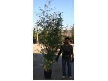 Μπαμπού aurea - Phyllostachys aurea (Bambusa aurea)