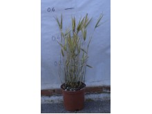 Μπαμπού aurea νάνο - Phyllostachys aurea nana (Bambusa aurea nana)