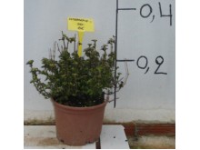 Μπαρλέρια - Barleria sp.