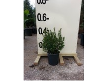 Μυρτιά - Myrtus communis