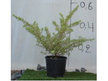 Μυρτιά variegata - Myrtus communis variegata