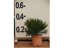 Μυρτιά μικρόφυλλη - Myrtus communis microphylla