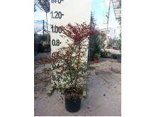 Ναντίνα - Nandina domestica